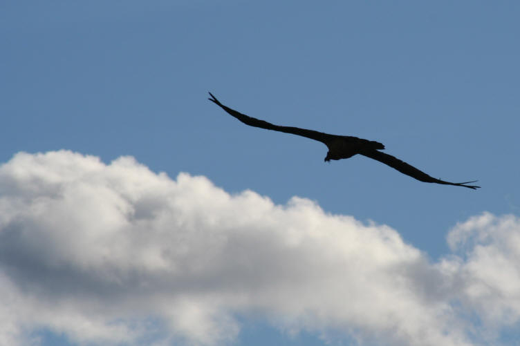 Fauna delle Alpe